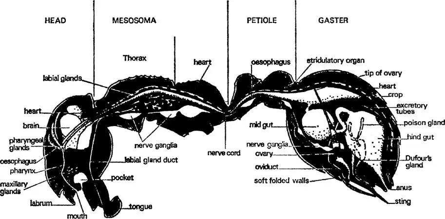 FIG 1 Worker of Myrmica rubra sagittal section showing main organs and - фото 2