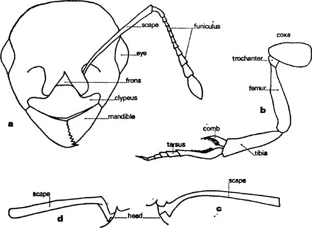 FIG 6 Worker of Myrmica rubra a head b foreleg c scape of antenna d - фото 7