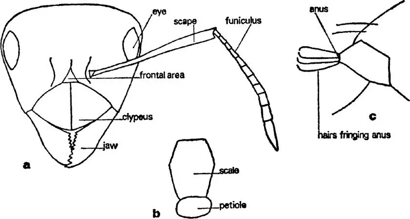 FIG 7 Worker of Lasius niger a head b scale on petiole from behind c - фото 8