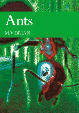 M. V. Brian Ants обложка книги
