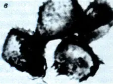 Остатки бактерий а колонии Eobacterium isolatum Barghoorn et Schopf и - фото 20