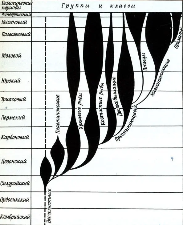 Эволюция человекообразных и человека Особенно интересные данные о прямых - фото 65