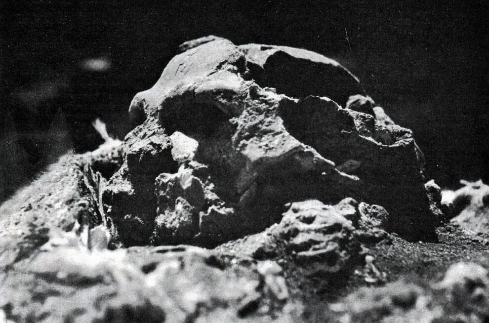 Череп неандертальца найденный в иракской пещере щерится из земли в которой - фото 99
