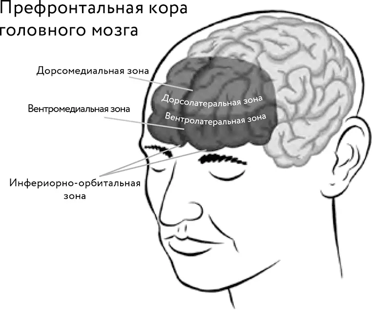 Эти зоны располагаются в средневерхней верхнебоковой средненижней и - фото 1
