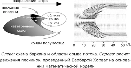 Дюны формируются в процессе воздействия ветра на песчинки Округлая сторона - фото 99