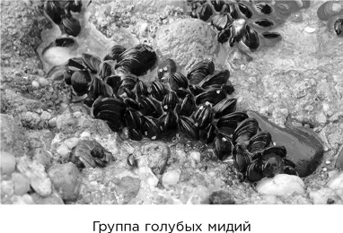 В 2011 г Моник де Джагер и ее коллеги применили математику случайного - фото 114