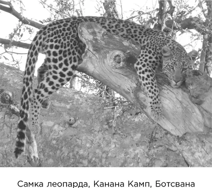 У леопардов есть пятна у тигров полосы а львы щеголяют ровным цветом - фото 184