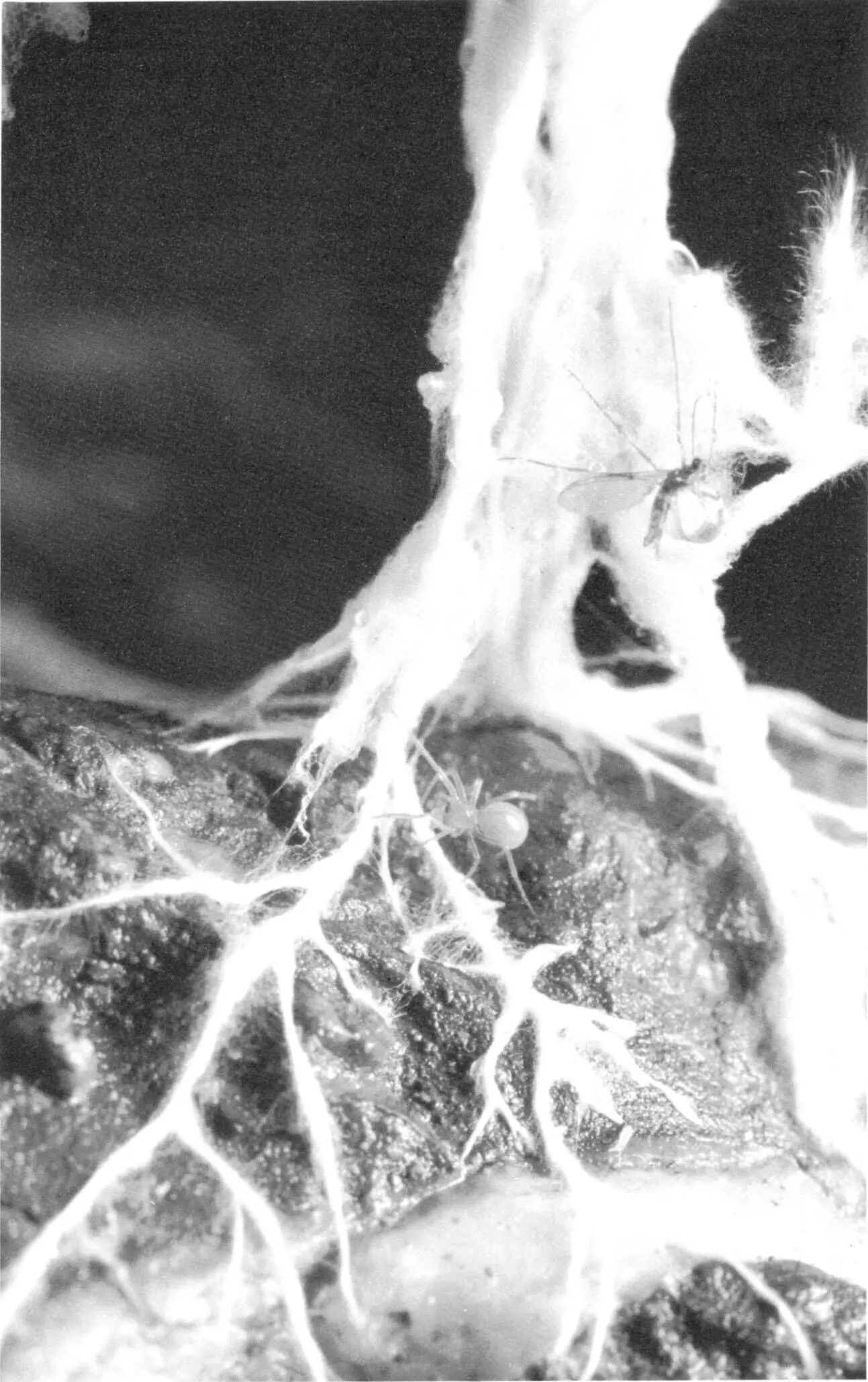 A cave spider Porhomma convexum stalks across the floor of GB Cave on Mendip - фото 1