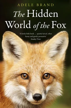 Adele Brand The Hidden World of the Fox обложка книги