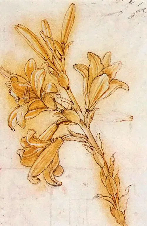3 Леонардо да Винчи Эскиз лилии Lilium candidum Середина 70х годов XV в - фото 147