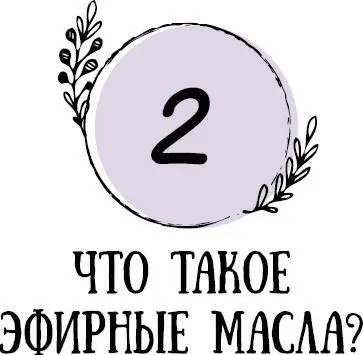 Эфирные масла это производное из растений их коры листьев стеблей - фото 6