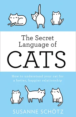 Susanne Schötz The Secret Language Of Cats обложка книги