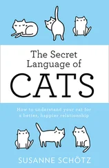 Susanne Schötz - The Secret Language Of Cats
