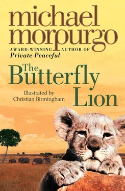 Michael Morpurgo The Butterfly Lion обложка книги
