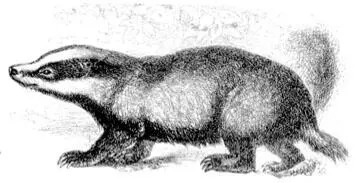 Bat Bats can see in the dark suggesting thoughts or influences that emerge - фото 13