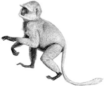 Badger Define what you associate with the badger For most of us the play on - фото 12