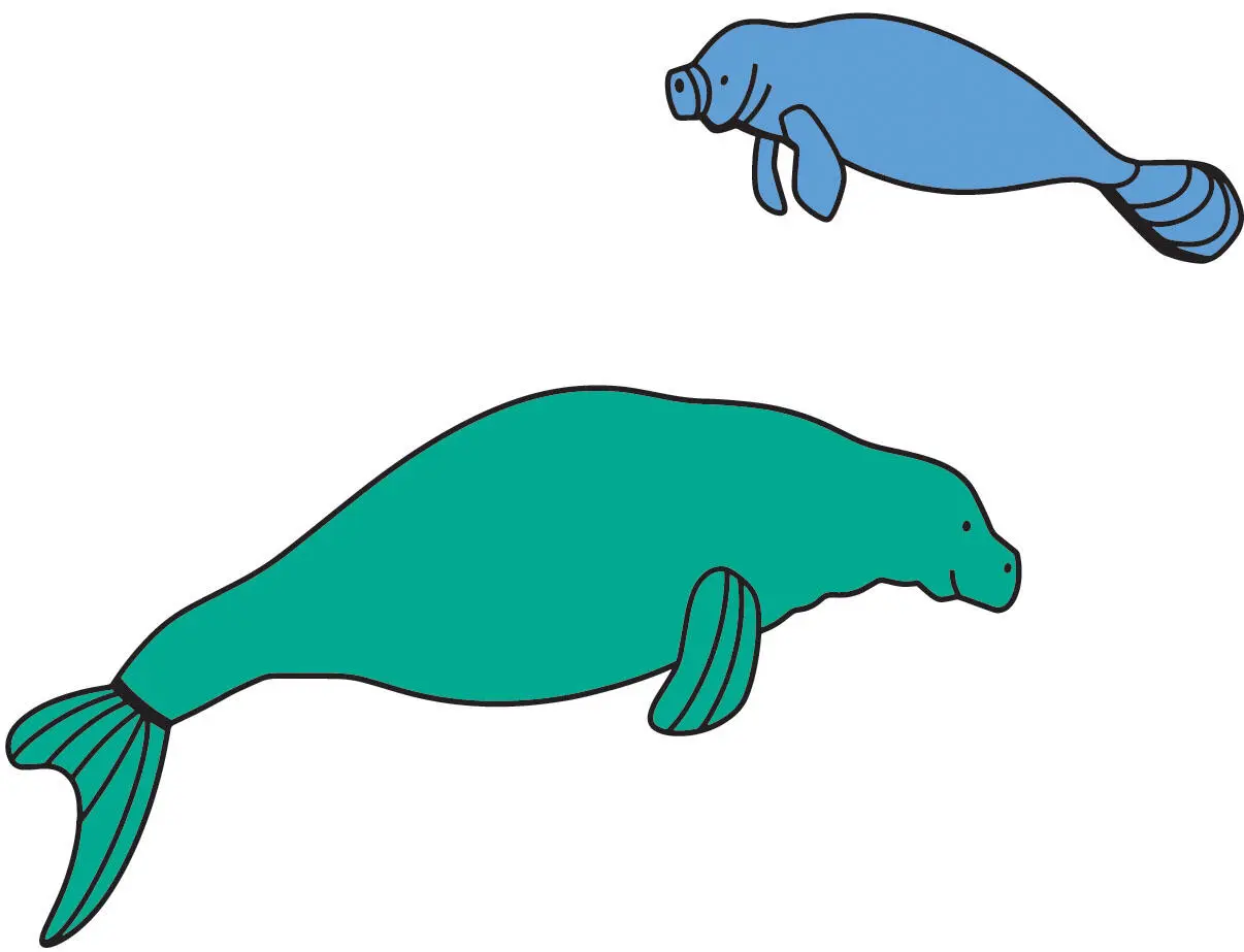 Dugong COMES FROM A MALAY WORD THAT MEANS lady of the sea - фото 38