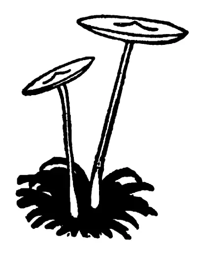 Мемуары шулера и другое - фото 18