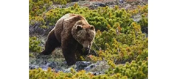 МЕДВЕДЬ Андрей подумал Чтоб тебе Но хорошо что он спиною В кусты - фото 32