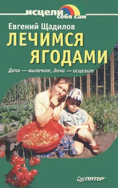 Евгений Щадилов Лечимся ягодами. Дача — вылечит, дача — исцелит обложка книги