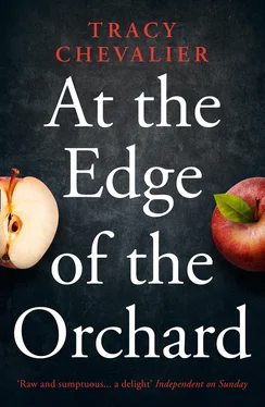 Tracy Chevalier At the Edge of the Orchard обложка книги