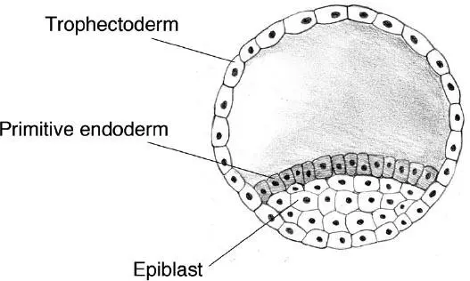 The human embryo at around day 1011 The fate of the embryo wholly depends on - фото 14