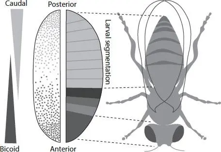 Gradients in the concentration of proteins bicoid and caudal from opposite ends - фото 15