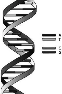 The double helix of DNA This iconic image creates a somewhat misleading - фото 12