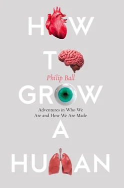 Philip Ball How to Grow a Human обложка книги