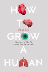 Philip Ball - How to Grow a Human