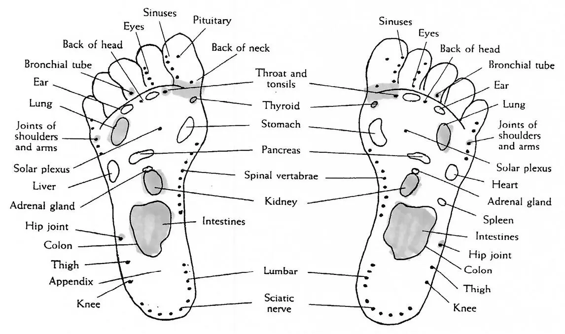 The neck and throat Taurus rules the neck and throat and these are always - фото 5