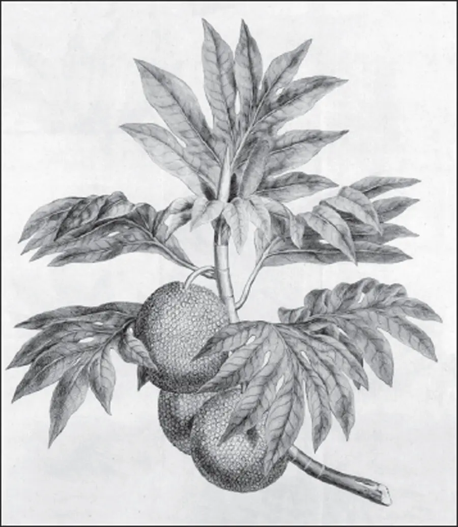 Breadfruit after a drawing by Sydney Parkinson in John Hawkesworth An - фото 6