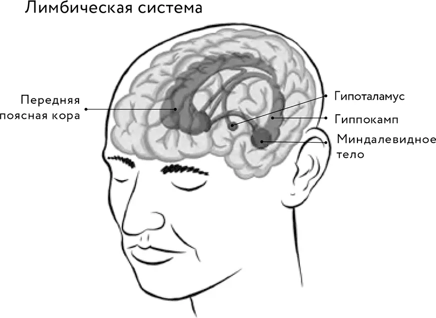 Стресс и гипоталамус Ощущаете напряженность Чувствуете себя на краю пропасти - фото 2