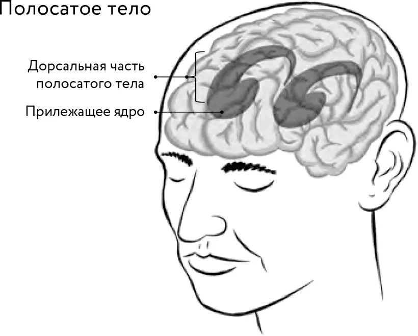 Поскольку паттерны поведения проявляются подсознательно или автоматически то - фото 3