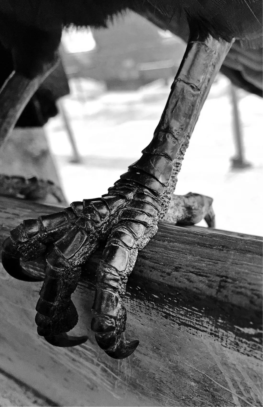A ravens formidable claw Courtesy of the author The ravens get through - фото 5