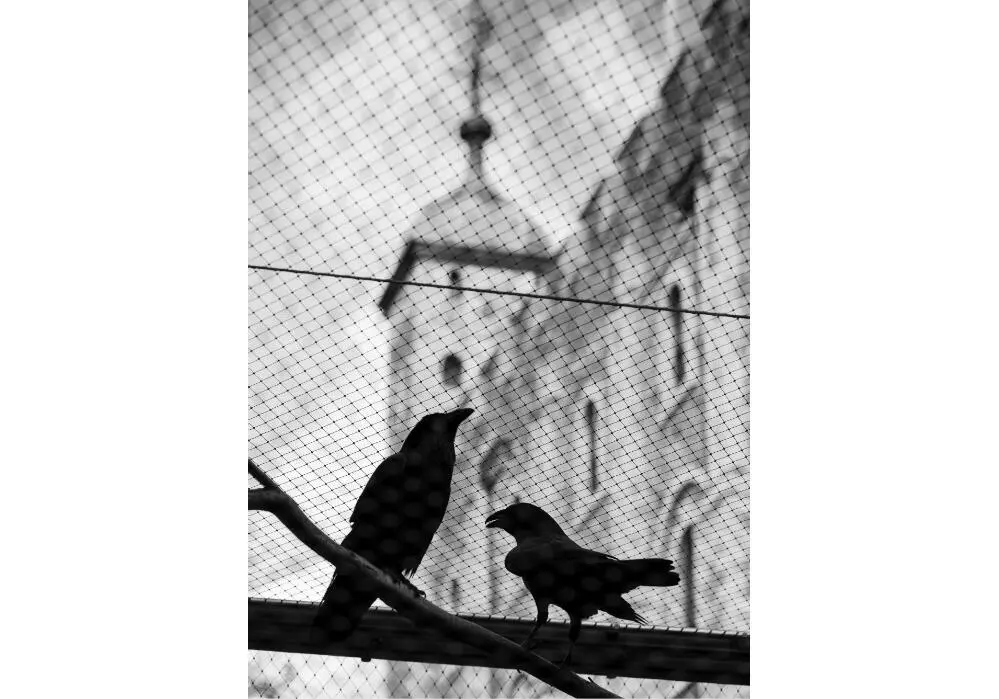The raven enclosure at the Tower Courtesy of the author It took us about two - фото 4
