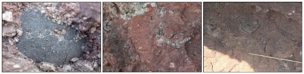 Figure 2 Representative types of the dinosaur egg fossils from Hwasung - фото 161