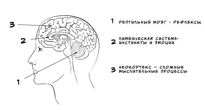 РИС 2 Этапы развития мозга Развитие и соответственно увеличение размеров - фото 3