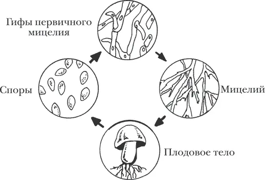 Рисунок 3 Цикл развития шляпных грибов из спор В практическом грибоводстве - фото 3