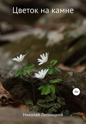 Николай Липницкий - Цветок на камне