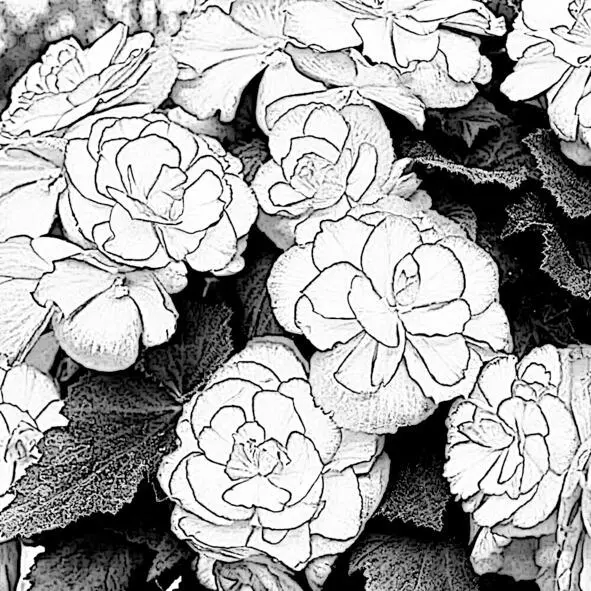 Бегония лат Begonia Характеристика Бегония популярное - фото 4