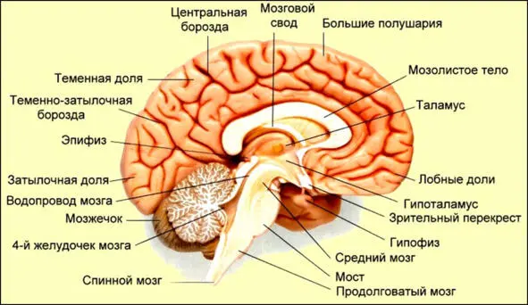 Шишковидная железа является одним из таких мест Их в вашем теле несколько - фото 11