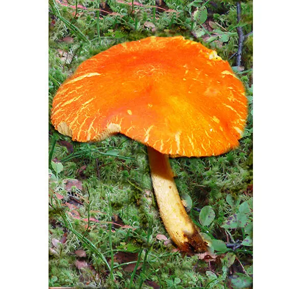 520 Плютей оранжевоморщинистый 521 Плютей Ромелля Pluteus Romellii - фото 12