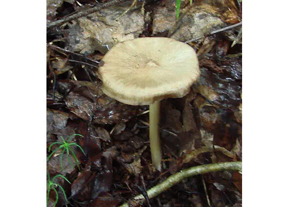 529 Энтолома бледнокоричневая 530 Энтолома весенняя Entoloma vernum - фото 21