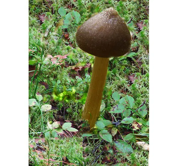 530 Энтолома весенняя 531 Энтолома волнистая Entoloma undatum - фото 22