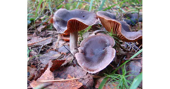 531 Энтолома волнистая 532 Энтолома желтоватосизая Entoloma lividum - фото 23