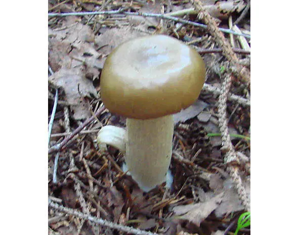 3534 Энтолома оловянная 535 Энтолома подвишенная Entoloma prunuloides - фото 26