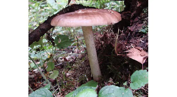 517 Плютей олений 518 Плютей олений форма палевая Pluteus cervinus f - фото 9