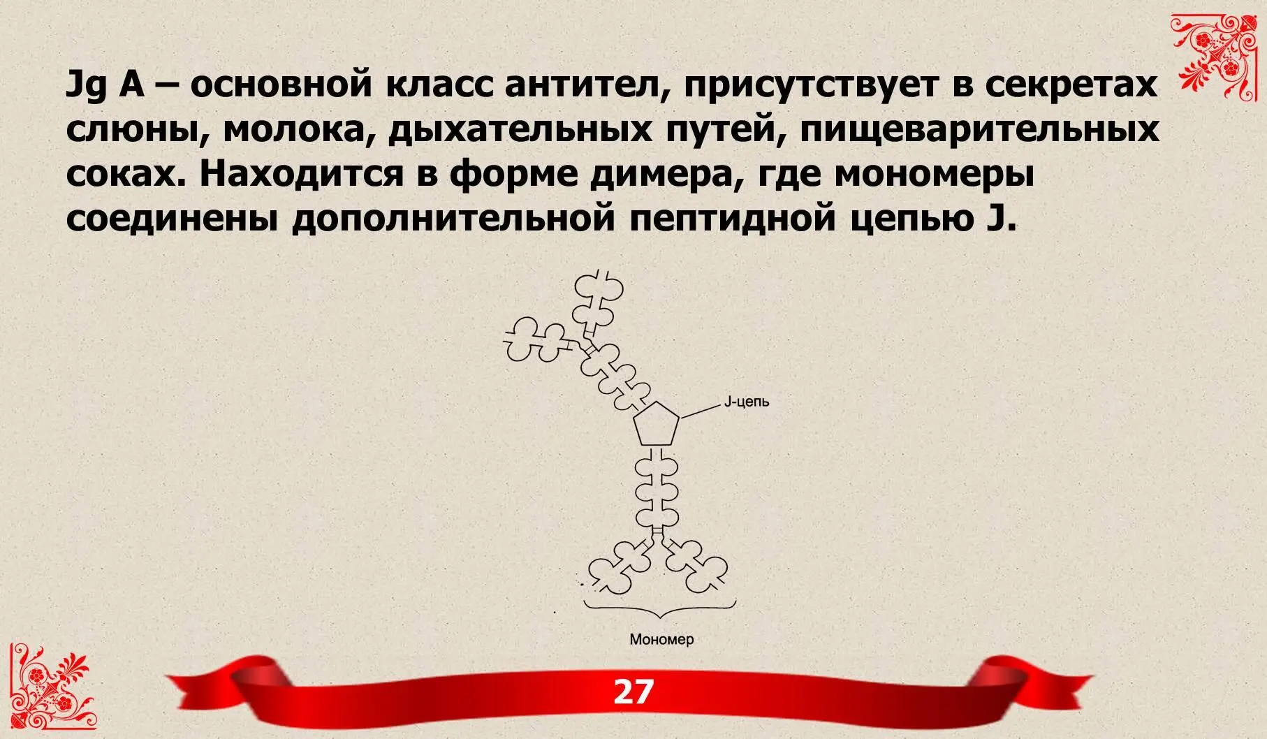 Jg A припятствует прикреплению антигенов к поверхности эпителиальных клеток и - фото 12