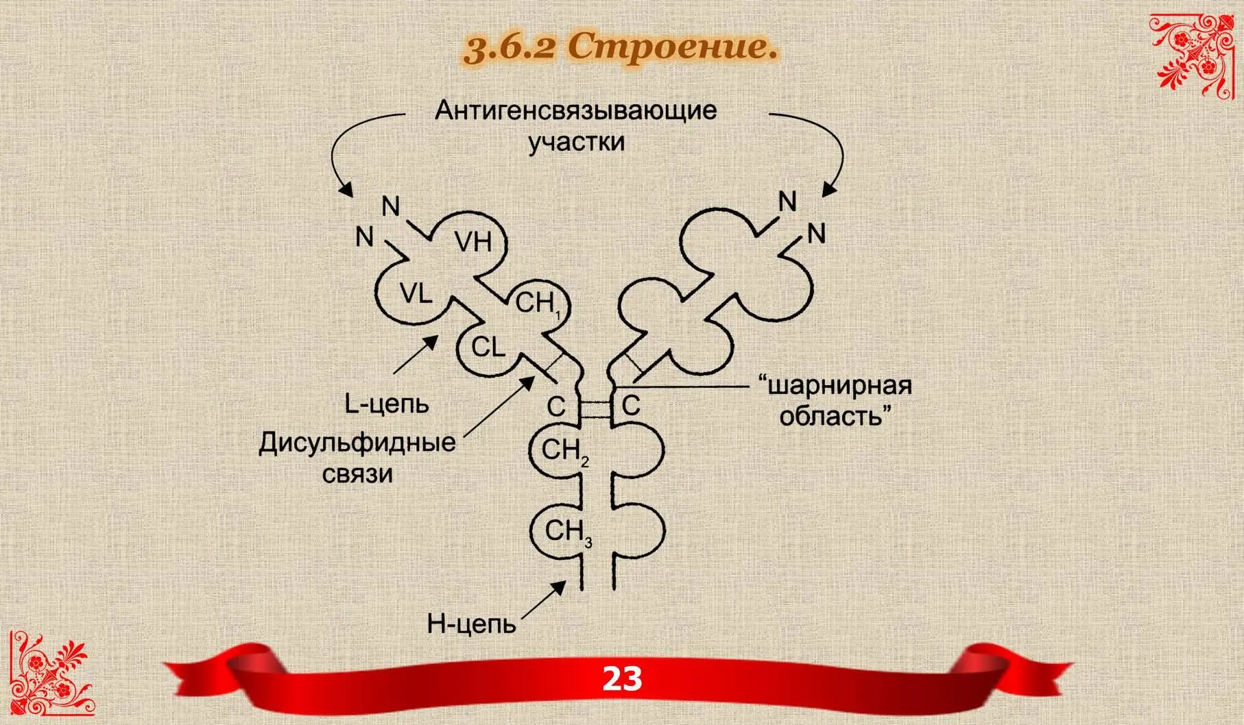 Как видно из рисунка Jg состоит из 4 полипептидных цепей двух α лёгких и - фото 10